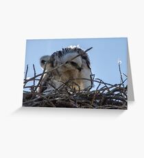 Red Tailed Hawk Chicks Greeting Card