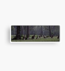 Kangaroos in the wild Canvas Print