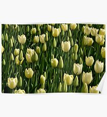 White Tulips Poster