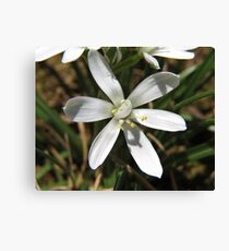 Star of Bethlehem Flower Leinwanddruck