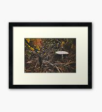 TOADSTOOL Framed Print