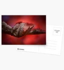 Leaves of Autumn I Postcards