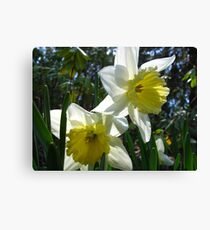 Daffodil concerierges Canvas Print