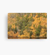 Crater lake fagus #1 Canvas Print