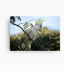 Sulfur crested cockatoo Canvas Print