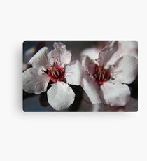 PLUM BLOSSOMS Canvas Print