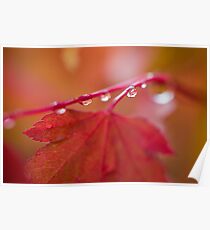 Autumn Leave III Poster