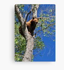 Hang in there Canvas Print
