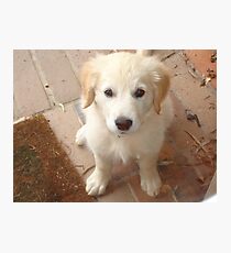 Casper Photographic Print
