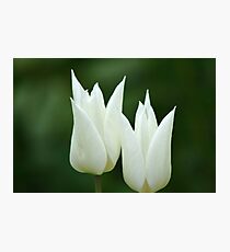 Twin Love Blossoms Photographic Print