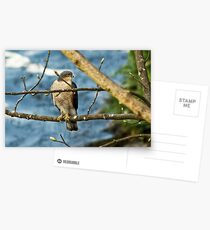 Sparrowhawk Postcards