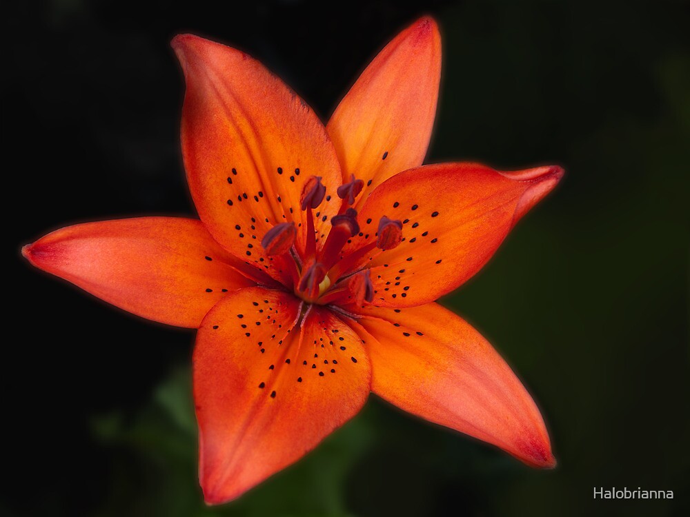 "Saskatchewan Tiger Lily" by Halobrianna  Redbubble