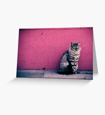 Stray Greeting Card
