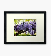 Draped Wisteria Framed Print