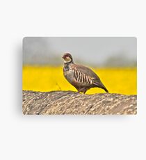 Couldn't Find a Pear Tree Canvas Print