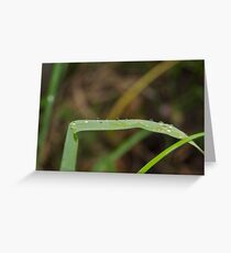 dewdrops Greeting Card