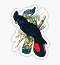 Australian Banksian Black Cockatoo Sticker