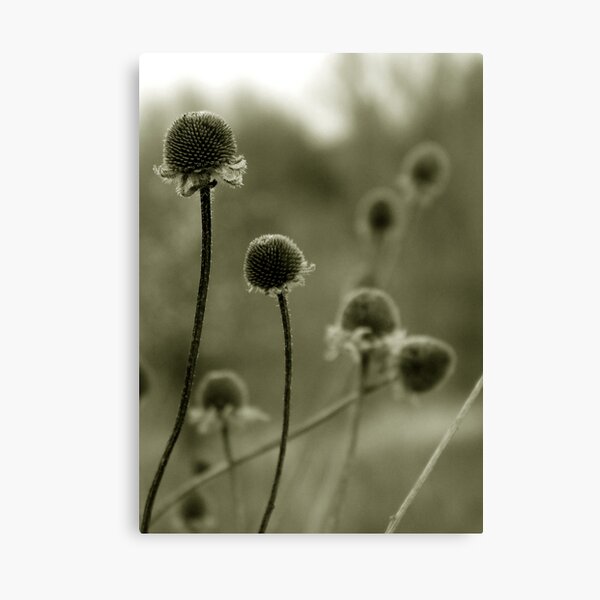 Spent Canvas Print