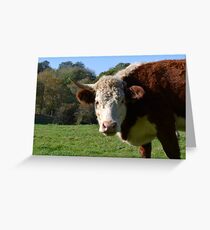 Cow Greeting Card Greeting Card