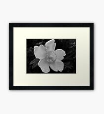 Flower Framed Print