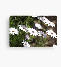Daisies Canvas Print