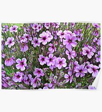 Purple & White Pansies Poster