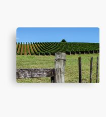 fenced grapevines Leinwanddruck