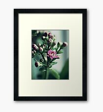 Untitled Framed Print