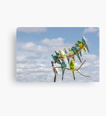 Parakeets perched on a branch againts a cloudy blue sky Canvas Print