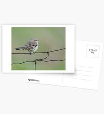 Northern Mockingbird Postcards