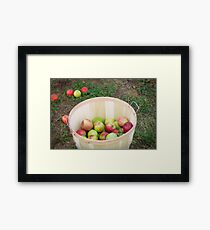 Apple Picking Framed Print