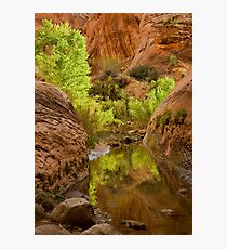 Willow Gulch Photographic Print