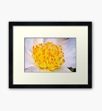 macro flowers Framed Print