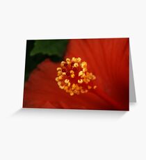 Macro Hibiscus Greeting Card