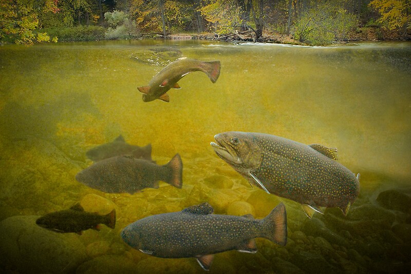 "Stream Brown Trout Feeding" Posters by Randall Nyhof Redbubble