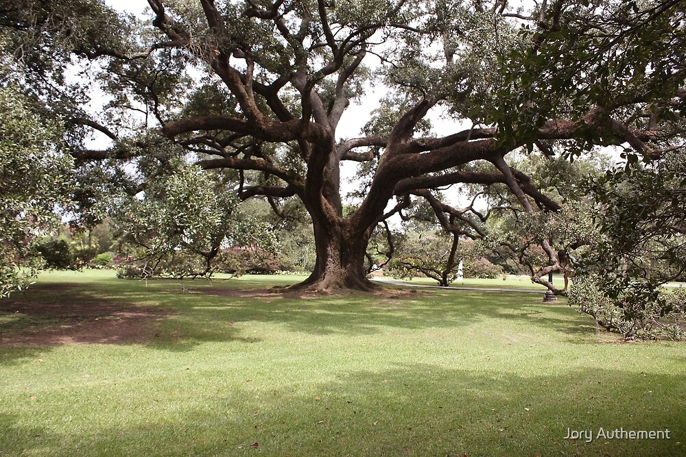 "Charter Oak" by Jory Authement | Redbubble