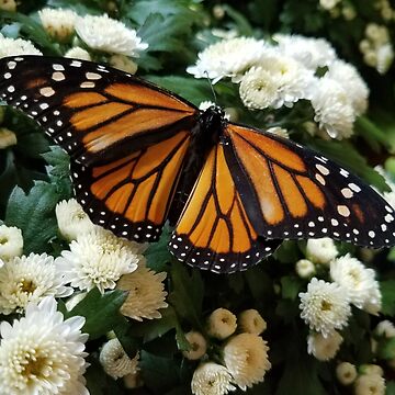 Artwork thumbnail, Monarch Butterfly by MamaCre8s