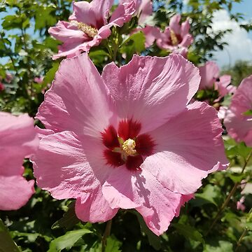 Artwork thumbnail, Pink Hibiscus Flower in the Summer by MamaCre8s