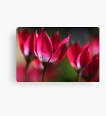 Pink Light Canvas Print