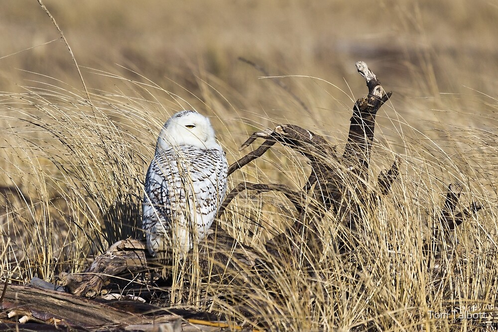 "Hiding in the Grass Snowy Owl" by Tom Talbott Redbubble