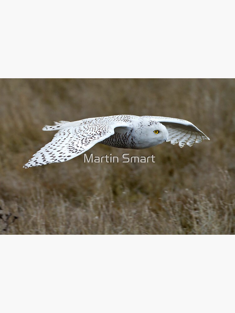 The Patient Hunter by MartinSmart