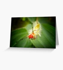 Tussock Moth Caterpiller Greeting Card