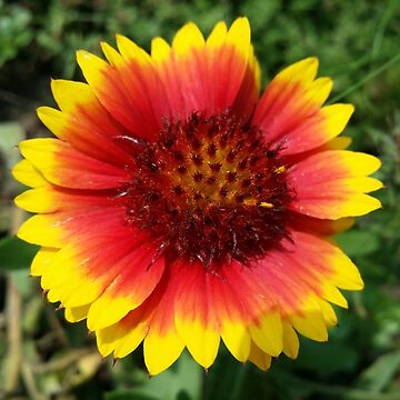 Artwork thumbnail, Red and Yellow Sunflower by MamaCre8s