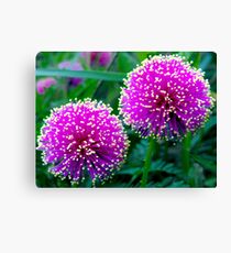 DOUBLE THE TICKLED PINK! Canvas Print