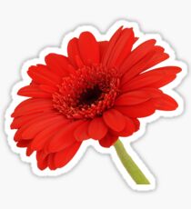 Red Gerbera Daisy Sticker