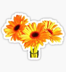 Orange Gerbera-Gänseblümchen Sticker