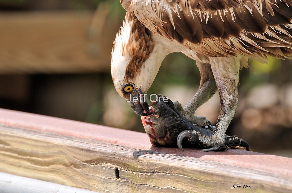 what do osprey eat