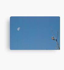 Mississippi Kite and Moon Canvas Print