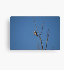 Mississippi Kite Canvas Print