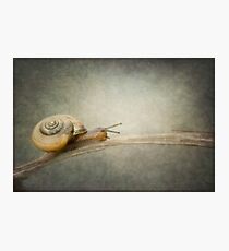 The Adventurer. Photographic Print